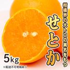 みかん 柑橘 果汁 甘さに満足 柑橘の大トロせとか