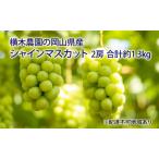 ふるさと納税 ぶどう 2026年 先行予約 シャイン マスカット 2房 合計約1.3kg 贈答用 ブドウ 葡萄  岡山県産 国産 フルーツ 果物 ギフト 横木農.. 岡山県瀬戸内市