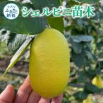 フルーツの木 種なしレモン シェルピニ苗木