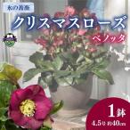 花 クリスマスローズ 鉢植え 氷の薔薇 ベノッタ