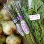 泉州TONOファーム厳選 春の野菜セット