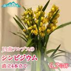 育ちのシンビジウム7.5号鉢 1鉢 ALPAA045