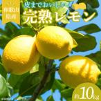 完熟 レモン 10kg