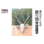 森のおとしもの6 鹿の頭骨