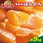 冬の柑橘ポンカン 9kg