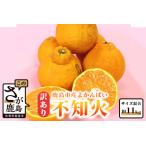 ”よかんばい”鹿島産不知火 約11kg