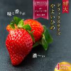いちご 特大 デラックスサイズ 大粒いちご