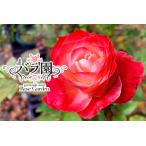 fu.... налог цветок шт горячие источники роза . оригинал товар вид [ Heart rose 95] большой рассада <2026 год 3 месяц .. время от времени отправка >[2049] Iwate префектура цветок шт город 