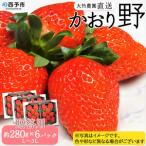 大竹農園直送 イチゴ かおり野 6パック