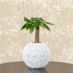 fu.... налог S060-096A_ eko *pochi sphere pakira белый (silas) Kumamoto префектура небо . город 