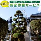 剪定作業
