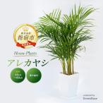 アレカヤシ 60cm~80cm Green