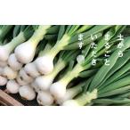 ショッピングふるさと納税 玉ねぎ ふるさと納税 葉玉ねぎ 2.5kg【発送時期：2026年1月〜3月頃】 淡路島産 兵庫県淡路市