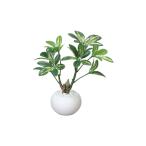 fu.... налог свет. приятный .shefrela pot [ рассылка не возможно : Hokkaido * Okinawa * отдаленный остров ] интерьер искусственный цветок полив не необходимо фотокаталитический запах человеческий труд декоративное растение сигареты запах pe.. префектура Shizuoka город Hamamatsu 