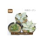 アガベ 品種おまかせ3ポットセット 5号黒鉢