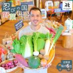 野菜 忍びの国の野菜セット 12品以上