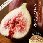 いちじく とよみつひめ 約1.2kg
