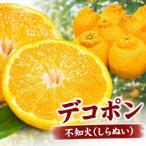 デコ 不知火 湯浅町田村産春みかん 果実サイズおまかせ