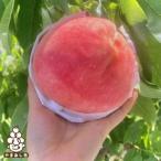 ふるさと納税 2025年発送【旬の桃 約2kg 5〜7玉】 坂の上の桃 デカくて甘くて硬い! 食べ応え抜群!【配送不可地域:離島】【1264617】 山梨県山梨市