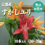 花 ゆり 京丹後すかしユリ 色お任せ10本