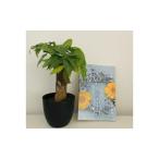観葉植物 鉢植え amazon ベストセラー