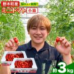 ミニトマト1.5kg×2箱トマト野菜矢畑