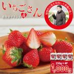 R9年1月中旬頃出荷開始 佐賀ブランド苺