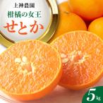 先行受付 2027年2月初旬~発送 せとか 約5kg