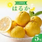 先行受付 2027年2月上旬~発送 はるか 約5kg