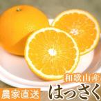 産はっさく秀品 10kg
