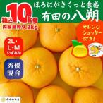 八朔 はっさく 玉ぞろい 箱込 10kg