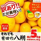 八朔 訳あり それでも 有田の八朔 はっさく