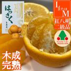 ちょっと 傷あり 木成完熟 紅はっさく L 8玉