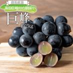 農家直送 3色ぶどう詰め合わせ大 セット 約2kg入り