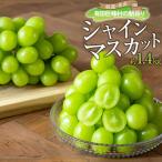 有田巨峰村の朝採りシャインマスカット約1.4kg