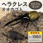 オス 150mm前半 メス サイズフリー 1ペア_