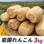 fu.... налог скала страна renkon грязь имеется 3kg[ Yamaguchi префектура сельское хозяйство . такой же комплект .] Yamaguchi префектура скала страна город 