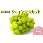 ふるさと納税 【令和7年産先行予約】 シャインマスカット 約2kg(3〜4房) 山形県鶴岡市 渡部農園 山形県鶴岡市