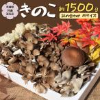 きのこの詰め合わせ Mサイズ 約1500g