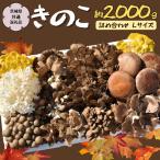 きのこの詰め合わせ Lサイズ 約2000g