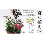 fu.... налог [ факт . оригинал ]....DX ( случайный 1 пункт ) Ibaraki префектура корова . город 