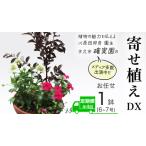 fu.... налог { 3 месяцев .1 раз доставка! год 4 раз установленный срок рейс }[ факт . оригинал ]....DX( случайный 1 пункт ) Ibaraki префектура корова . город 