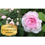バラ鉢植え ザ ミル オン フロス SWBD005