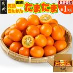 宮崎ブランド完熟きんかん たまたま 1kg