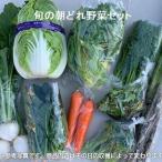セット 詰合せ 旬の朝どれ野菜おまかせセット