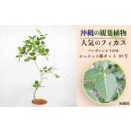 fu.... налог Okinawa. декоративное растение популярный fi rental Ben ga Len sis10 номер shueto горшок pot Okinawa префектура ... город 