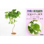 fu.... налог Okinawa. декоративное растение популярный fi rental umbellata 10 номер shueto горшок pot Okinawa префектура ... город 