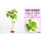 fu.... налог Okinawa. декоративное растение популярный fi rental umbellata 8 номер shueto горшок pot Okinawa префектура ... город 