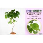 fu.... налог Okinawa. декоративное растение популярный fi rental umbellata 10 номер luster pot Okinawa префектура ... город 