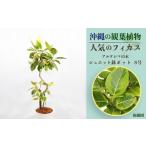 fu.... налог Okinawa. декоративное растение популярный fi rental arte sima8 номер shueto горшок pot Okinawa префектура ... город 